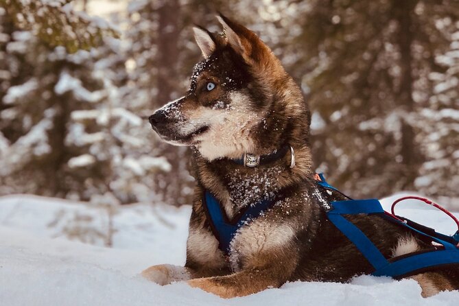 Small-Group Husky Mushing Experience in Rovaniemi - Whats Included