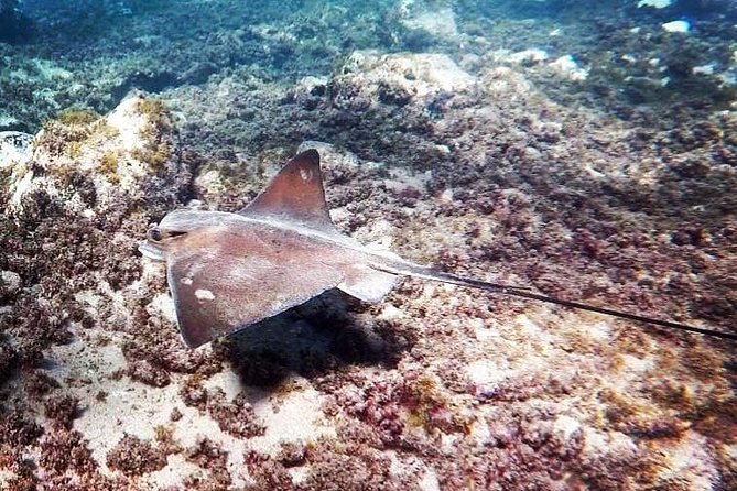 Snorkeling in Gran Canaria With Hotel Pick-Up - Pickup and Meeting Point