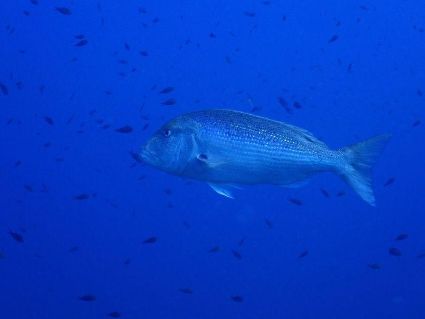 Snorkeling - Snorkeling - Highlights of the Excursion