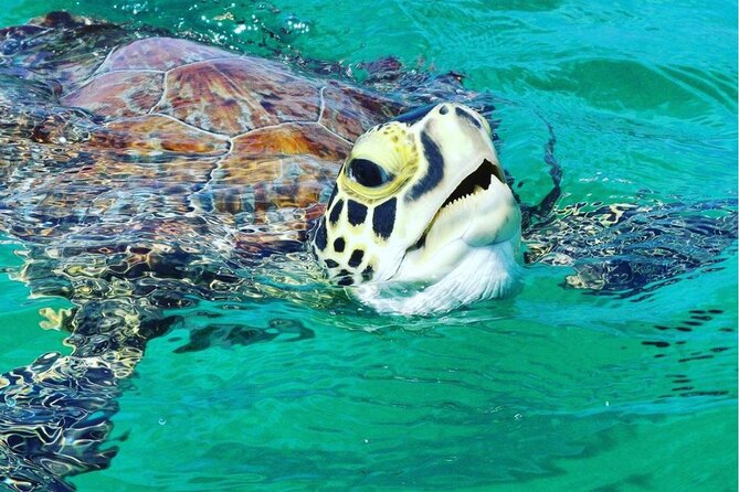 Snorkeling Tour to Vieques Island - Meeting and Pickup