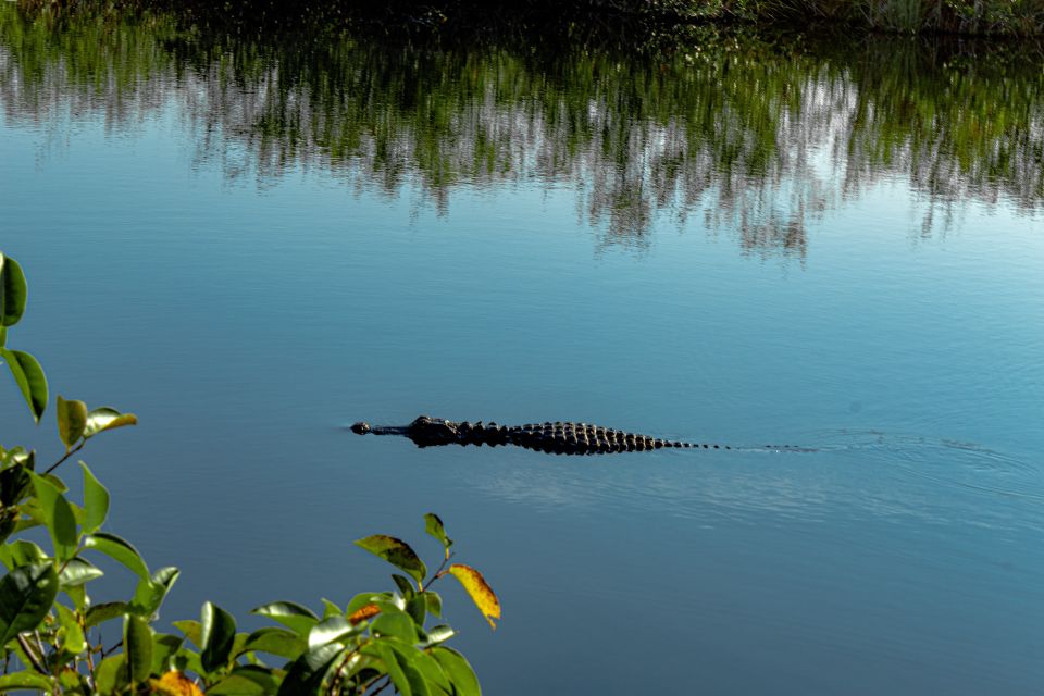 South Beach: Everglades Wildlife Airboat Tour - Activity Highlights