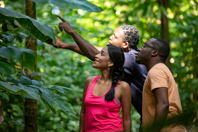 St Lucia Jacquot Trail Hike at Rainforest Adventures - Zipline Adventure