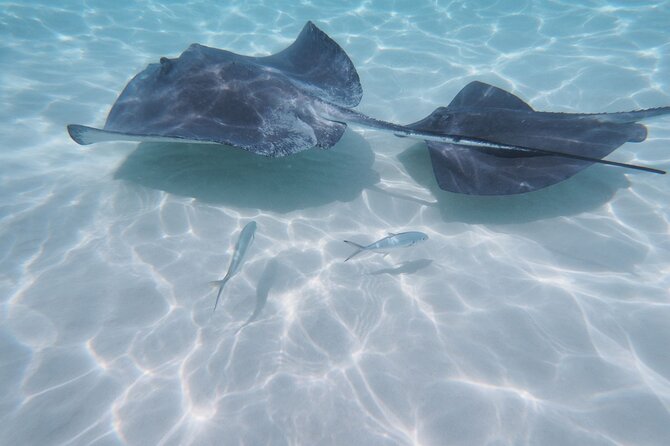 Stingray City Sandbar, Coral Gardens Snorkeling & Starfish Point - Whats Included in the Tour