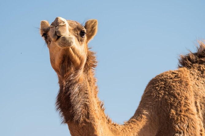 Sunrise/Morning Dune Drive With Camel Trek & Sand Surfing - Transportation and Dune Bashing