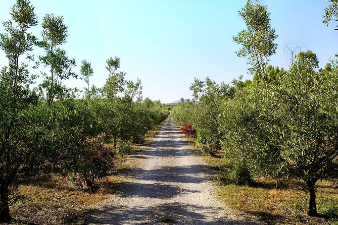 Sunset Tour With Visit and Guided Tasting of 5 Wines and Local Products - Sunset Tour in Sardinia