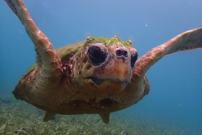 Swim With Turtles - Natural Harbor for Turtles