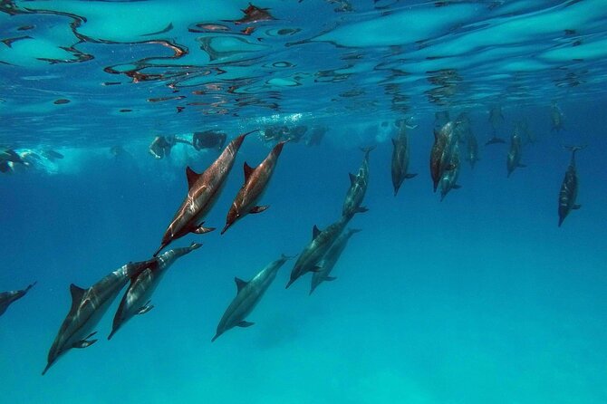 Swimming With Dolphin in Red Sea Adventure With Lunch - Hurgada - Inclusions and Exclusions