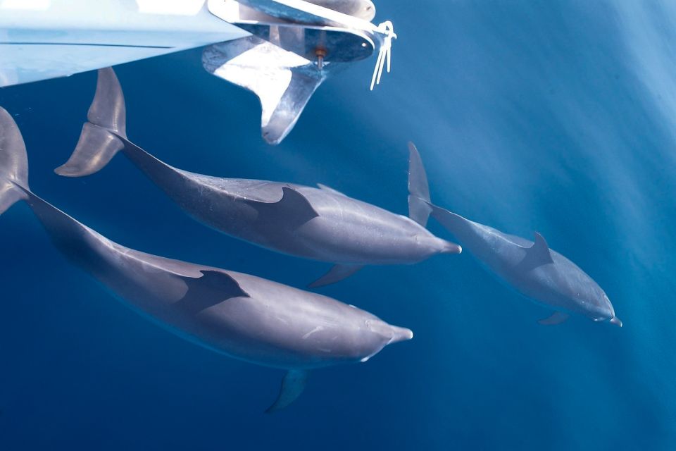 Tenerife: 3 &-6 Hour Private Whale & Dolphin Watching - Seeing Whales, Dolphins, and Sea Turtles