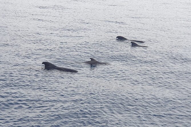 Tenerife Los Cristianos: Whale and Dolphin Eco-Yacht and Swim Stop - Meeting and Pickup