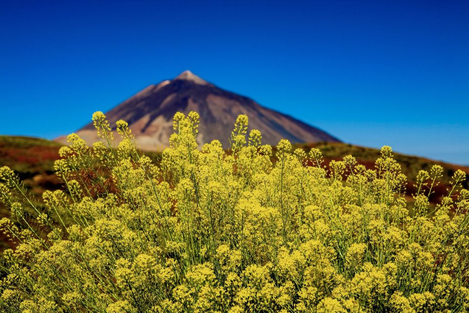 Tenerife Private Tour: Mount Teide Nature and Wine - Wine Production Process Exploration