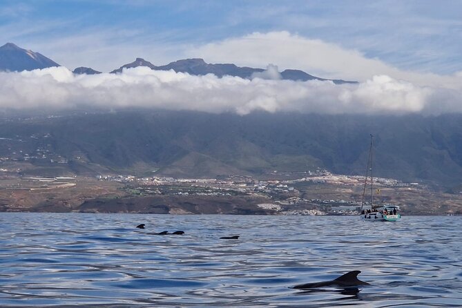 Tenerife Whale Watching and Snorkeling Yacht Trip - Inclusions and Amenities