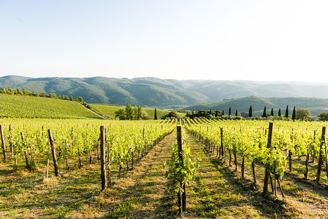 Tour and Tasting at an Organic Winery in the Heart of Chianti Classico Area - Local Wine-Making Methods Revealed