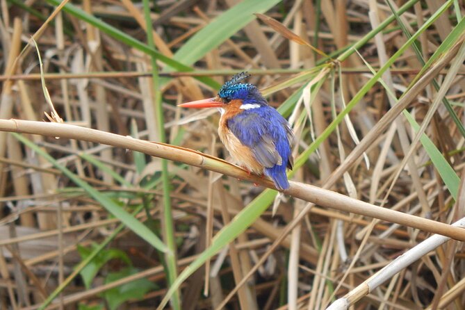 Touw River Boat Cruise - Wilderness National Park - Landscapes and Wildlife