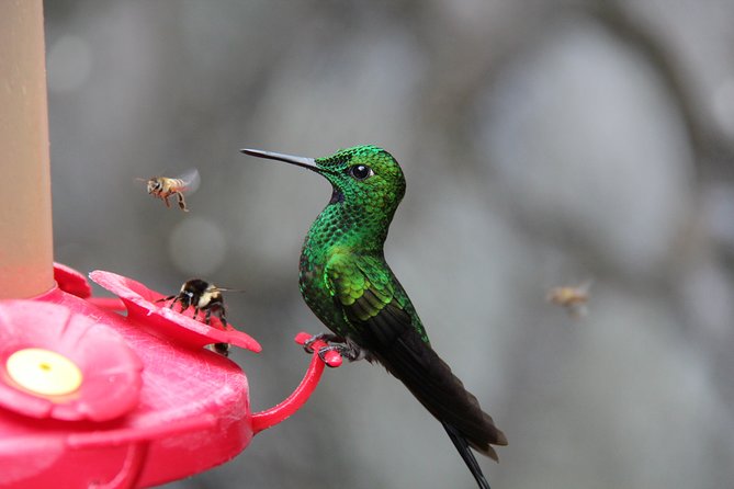 Trinidad Nature & Hummingbird Experience - Group Size and Experience