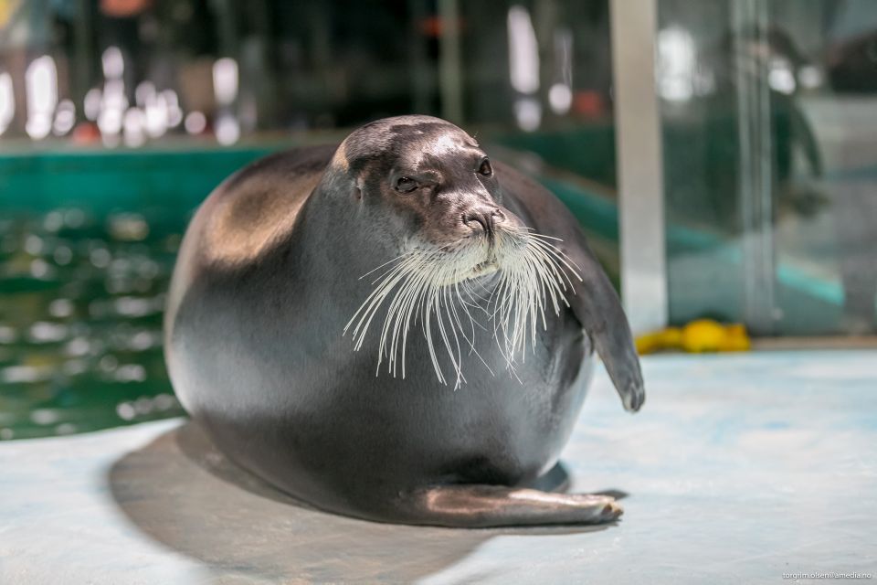 Tromsø: Entrance Ticket to Polaria - Exploring Arctic Climate and Species