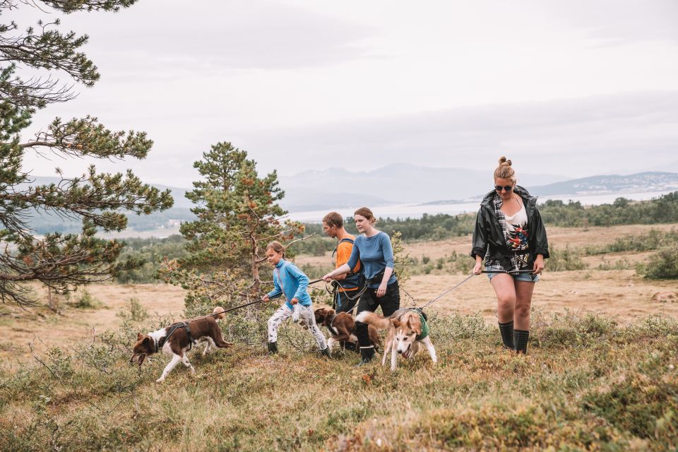 Tromsø: Husky Hike and Puppy Visit With Traditional Lunch - Husky Encounter and Puppy Cuddles