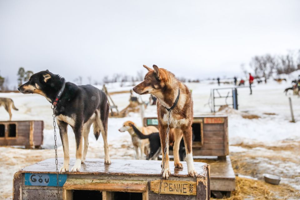 Tromsø: Husky Sled Self-Drive With Traditional Lunch - Transportation and Meeting Point