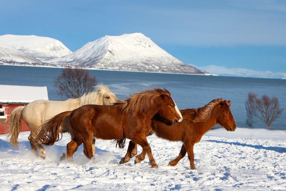 Tromsø: Lyngen Horse Stud Farm Visit - Highlights of the Visit