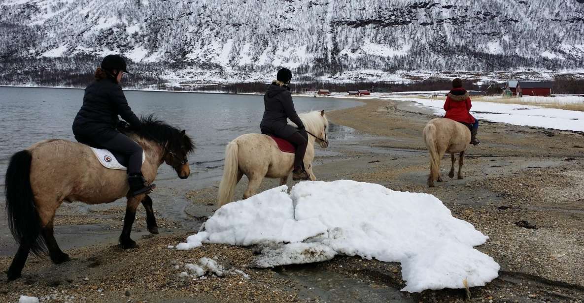 Tromsø: Lyngen Horseback Riding Experience - Tranquility of the Horse Herd