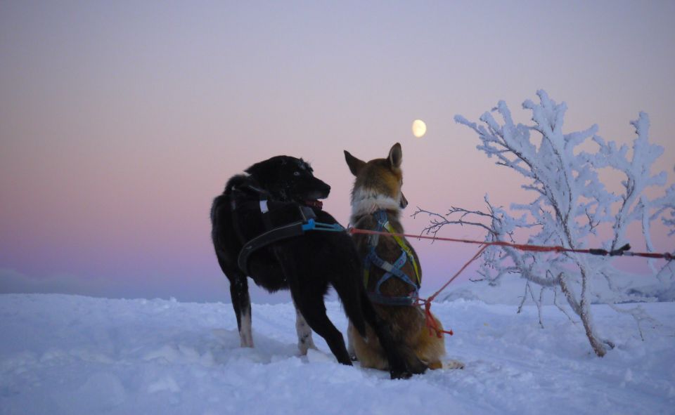 Tromsø: Self-Drive Husky Dog Sledding Adventure - Activity Highlights