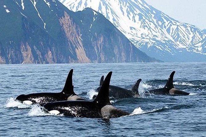 Vancouver Whale Watching Adventure With City Tour - Included Amenities