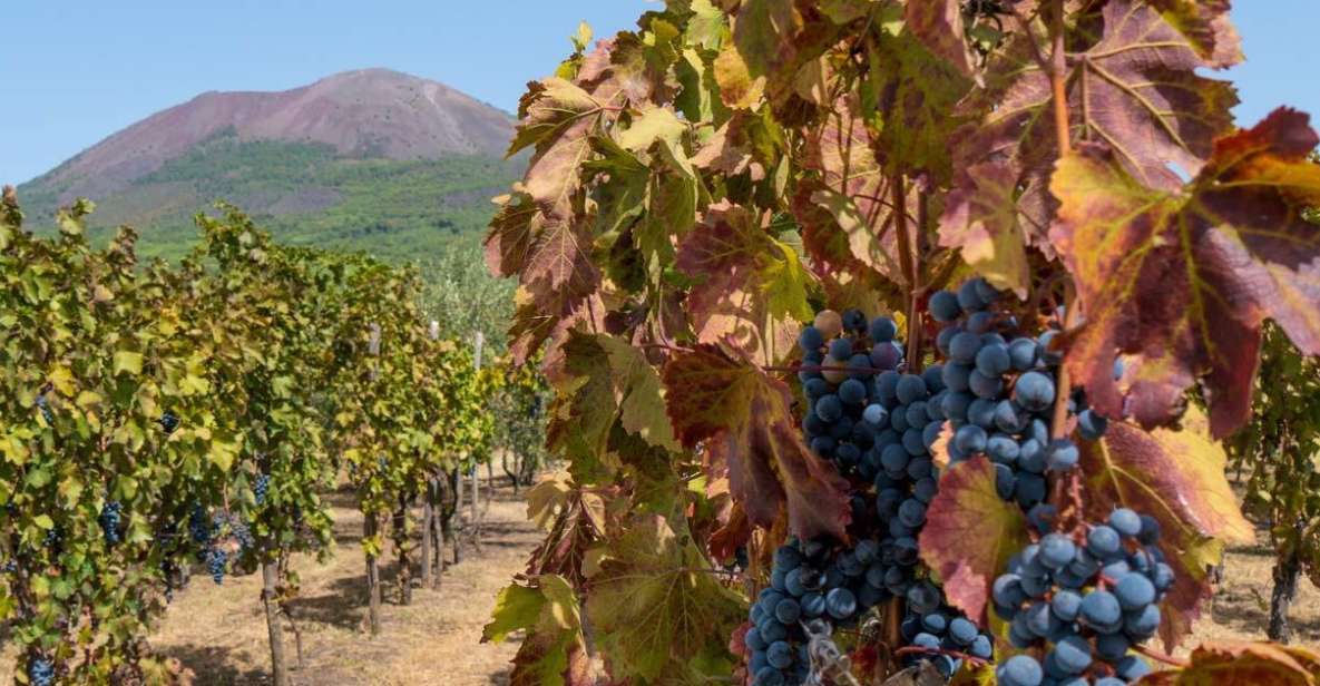 Vesuvius Valley and Pompeii With Wine Tasting and Lunch by Van - Pickup and Drop-off Locations