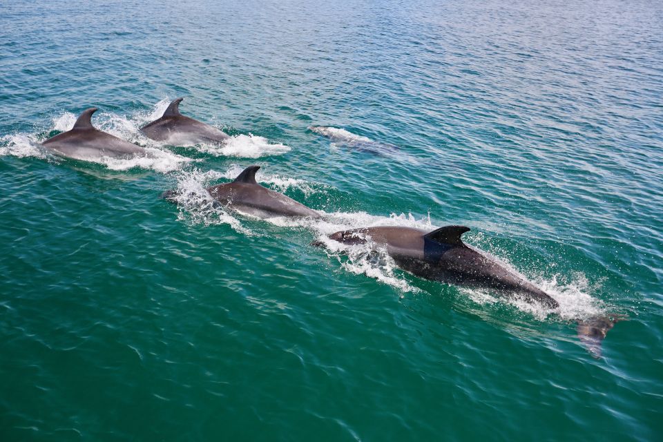 Vilamoura: Boat Tour Dolphin Quest - Experience Highlights