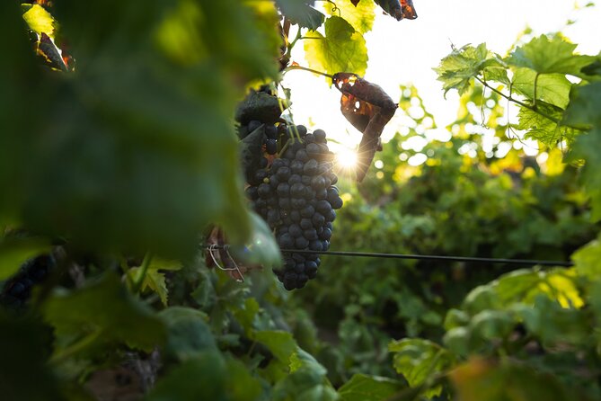 Vineyard Tour With Wine and Cheese Tasting in Fuerteventura - Meeting and Pickup