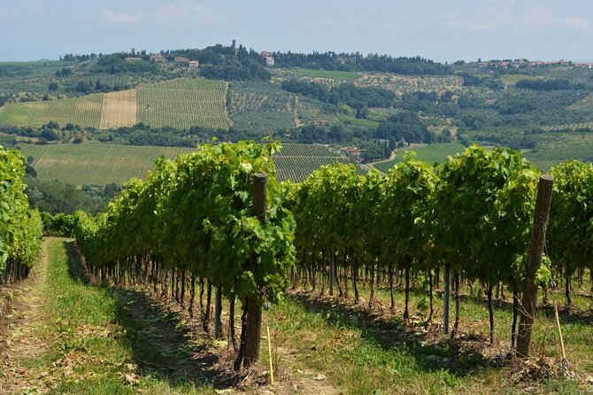 Vineyard Walk & Wine Tasting in Tuscany - Prestigious Vineyard Tour Experience