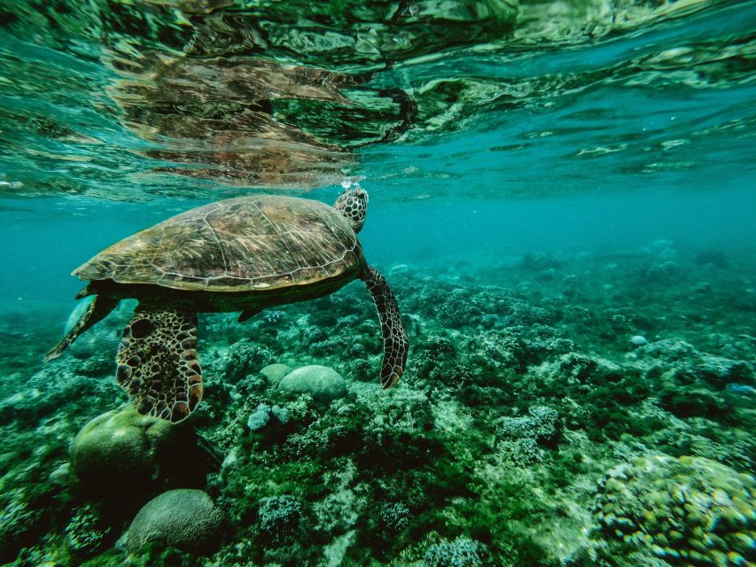 Wailea: Turtle Town Snorkeling Trip With Photo and Video - Experience Highlights