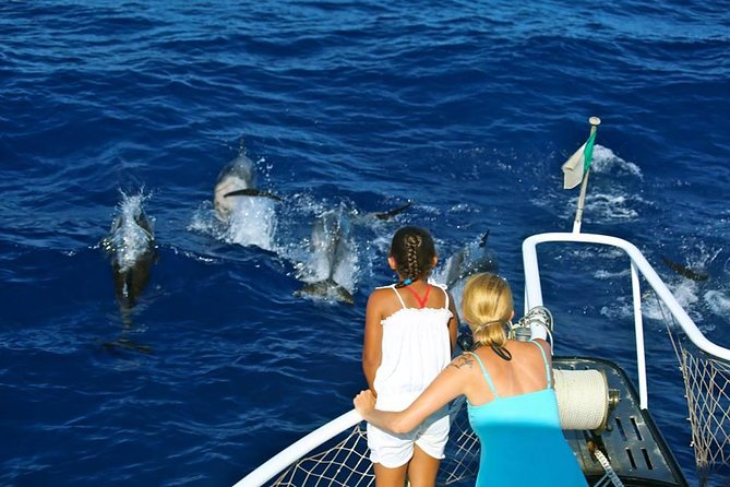 Waitukubuli Dolphin and Whale Watch in Dominica - Meeting Point and Pickup