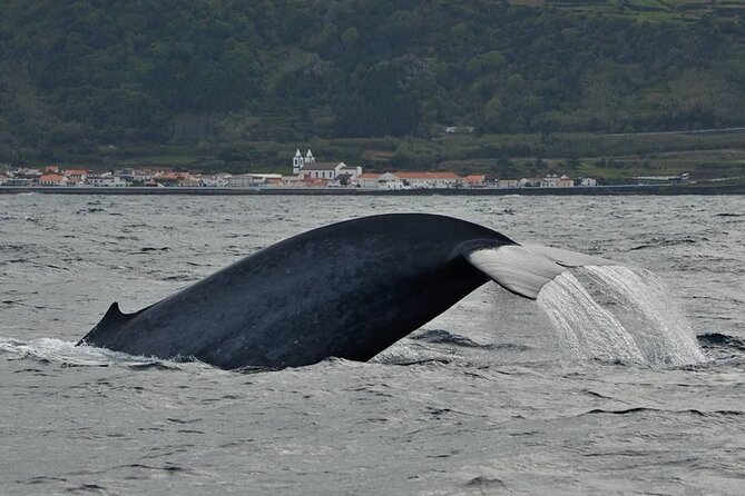 Whale and Dolphin Watching in Pico Island - Half Day - Exploring Picos Abundant Cetaceans