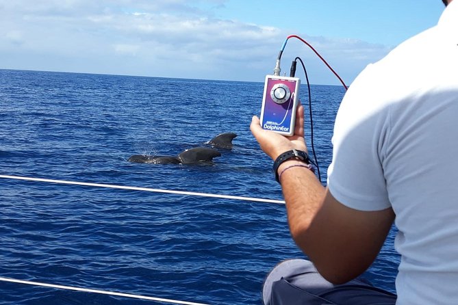 Whale and Dolphin Watching Sailing Boat With Drinks, Snacks and Swimming Time - Refreshing Champagne and Beverages