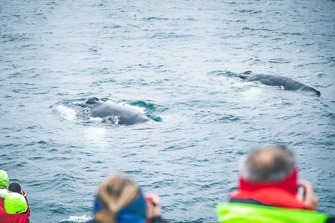 Whale and Puffin Watching Around Skjálfandi Bay From Husavik - Included Experiences