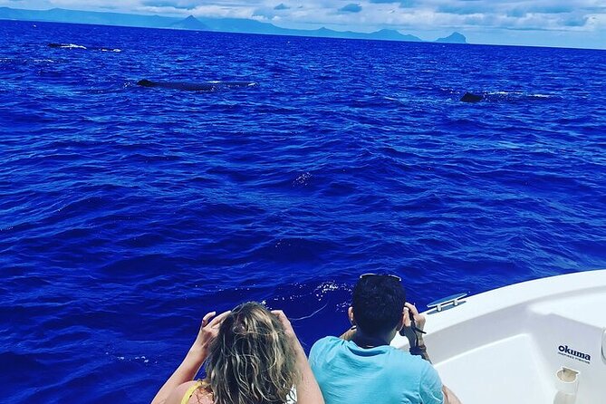 Whale Dream Ltd - Whale Watching and Swim With Dolphins - Tour Experience