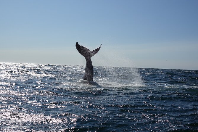 Whale Watching Cruise on a Yacht in Reykjavik - Highlights of the Cruise Experience