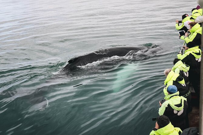 Whale Watching in Husavik - Highlights of the Experience