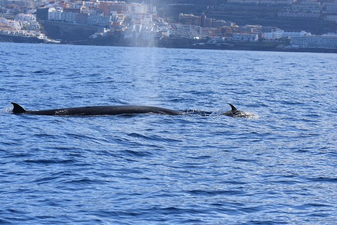 Whale Watching in Los Gigantes for Over 11 Years - Breathtaking Views