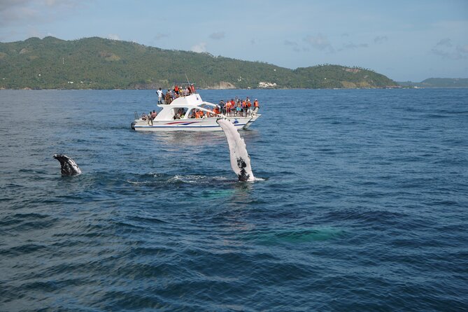 Whale Watching & Limón Waterfall Day Trip - Inclusions