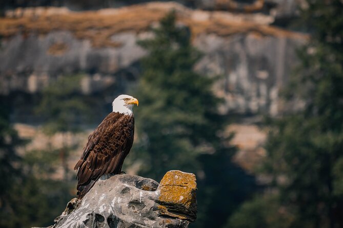 Whale Watching Nanaimo Open Boat Tour - Whale Watching Experiences