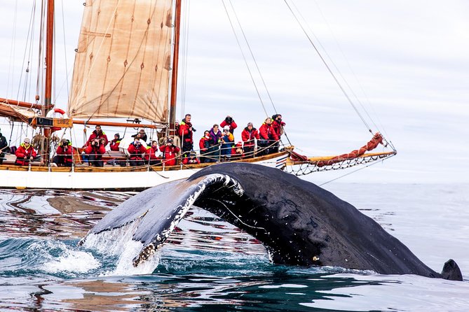 Whale Watching on a Traditional Oak Sailing Ship From Husavik - Tour Departure and Boats