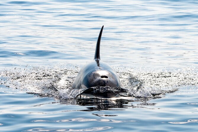 Whale Watching RIB Boat Tour in Skjervoy From Tromso - Logistics