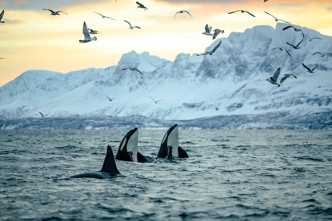 Whale Watching Rib Tour - Self Transfer - Inclusions