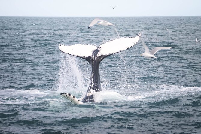 Whales and Puffins Tour From Husavik - Included in the Tour