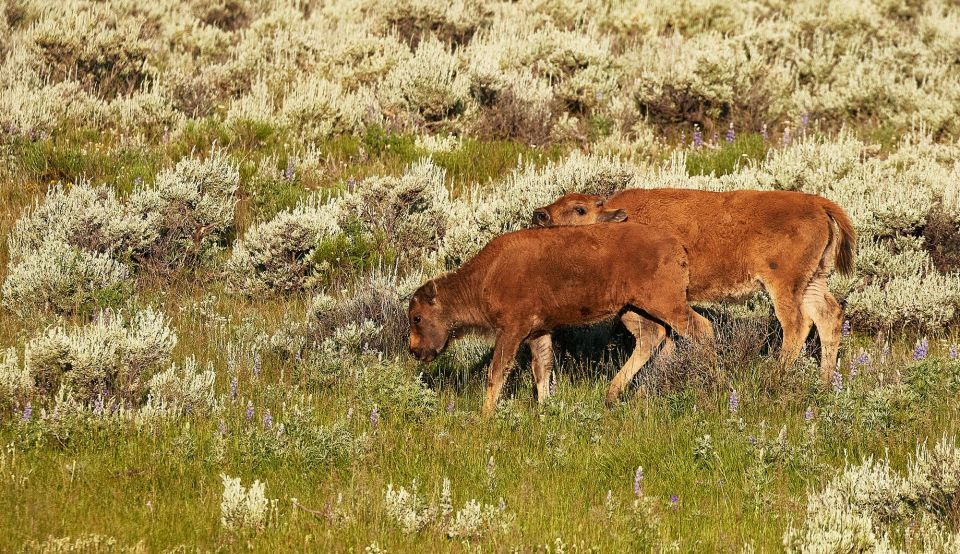 Yellowstone: Bespoke Photo Tour - Winter - Highlights