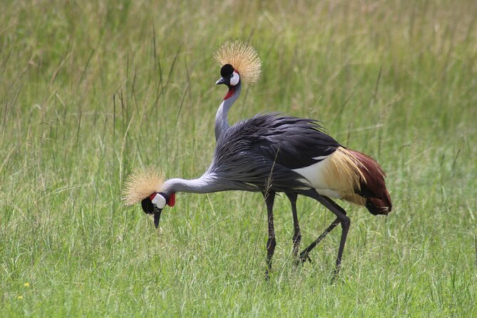 3-Day Amboseli National Reserve Safari From Nairobi - Tour Overview