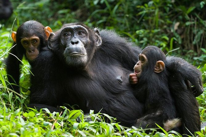 3 Days Kibale National Park Chimpanzee Tracking Key Points