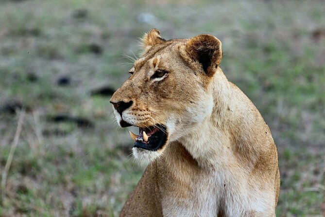 3 Days Mara Jambo Shared Safari Adventure - Key Points