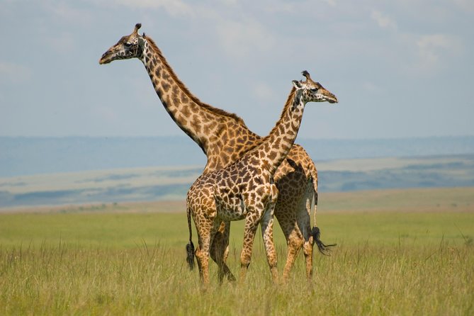 3 Days Masai Mara Group Joining Key Points