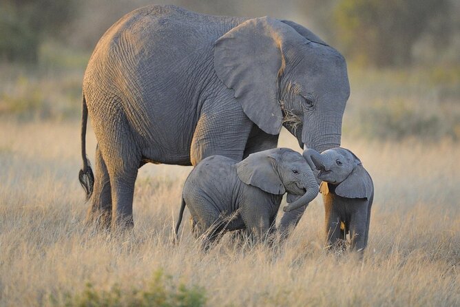 3 Days Nyerere NP [Selous GR] Game, Walking and Boat - Key Points